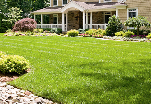 latest breaking, steps to having great grass, frontyard, green, grass