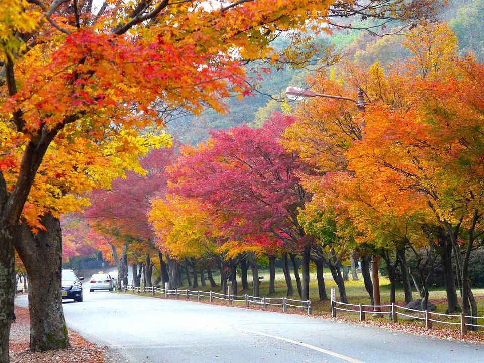 latest breaking FALL, COLORS, TREES,